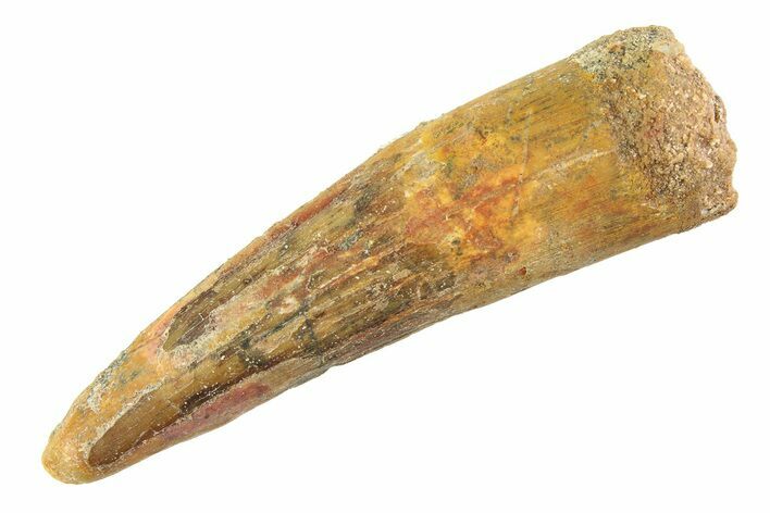 Fossil Spinosaurus Tooth - Real Dinosaur Tooth #354765